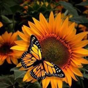 Meet your Posher, Jody